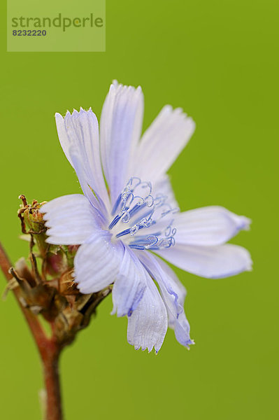 Gemeine Wegwarte oder Zichorie (Cichorium intybus)  Blüte
