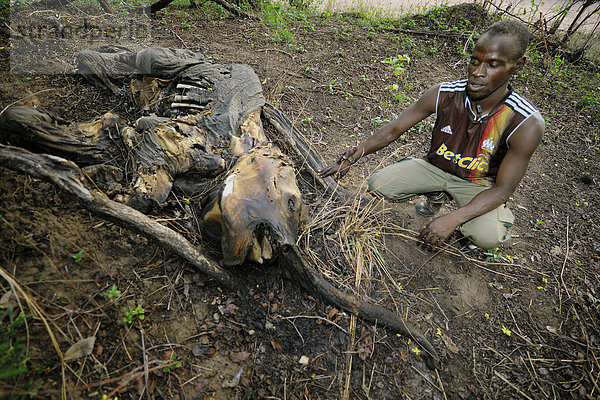 Ein junger Elefant ist Wilderern zum Opfer gefallen