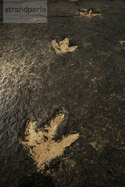 Vor mehreren Millionen Jahren haben Dinosaurier im Lehm eines Flussbettes ihre heute versteinerten Fußspuren hinterlassen