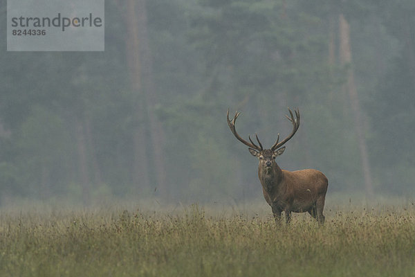 Rothirsch (Cervus elaphus)