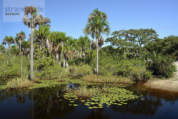 Palmen und Seerosen im Flussdelta des Rio Parnaíba