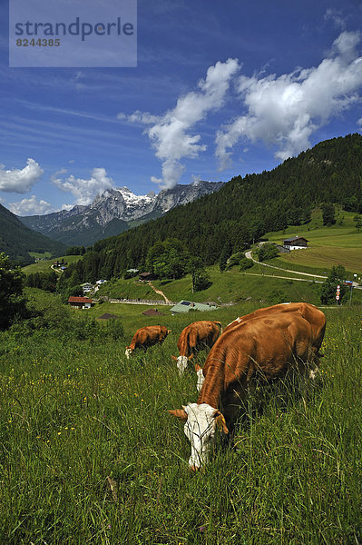 Grasende Kühe auf einer Wiese in der Berchtesgadener Bergwelt  hinten die Reiteralpe