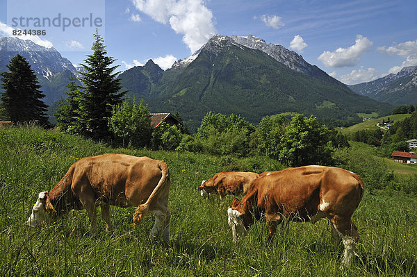 Grasende Kühe auf einer Wiese in der Berchtesgadener Bergwelt  hinten der Hochkalter