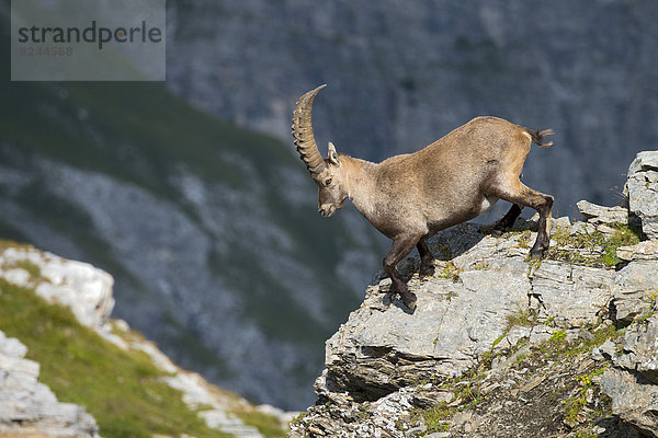 Alpensteinbock (Capra ibex)  Bock  Männchen