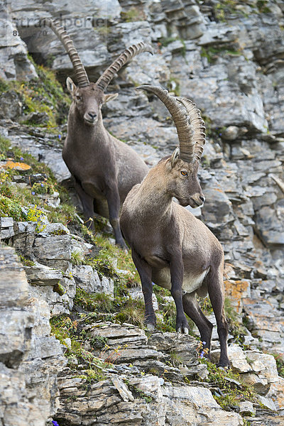 Alpensteinböcke (Capra ibex)  Böcke  Männchen