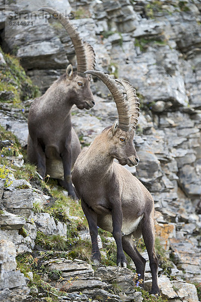 Alpensteinböcke (Capra ibex)  Böcke  Männchen