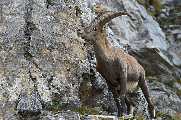 Alpensteinbock (Capra ibex)  Bock  Männchen