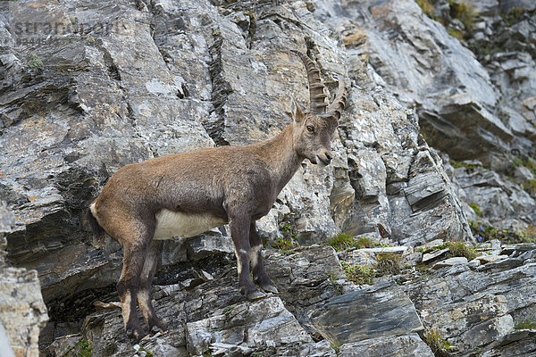 Alpensteinbock (Capra ibex)  Bock  Männchen