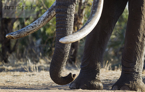Afrikanischer Elefant (Loxodonta africana)  Rüssel und Sto?zähne eines Bullen