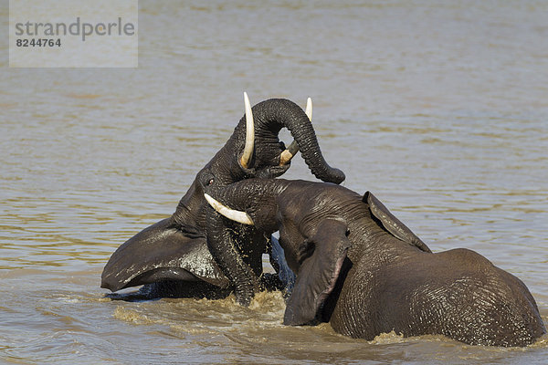 Afrikanische Elefanten (Loxodonta africana)  zwei Bullen beim spielerischen Kampf  im Shingwedzi Fluss