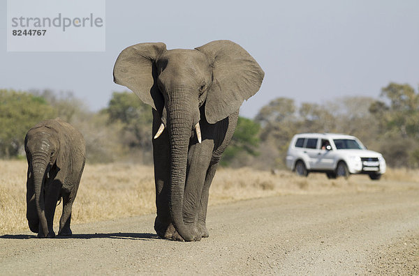 Afrikanische Elefanten (Loxodonta africana)  Elefantenkuh mit Kalb auf einer Schotterstra?e  hinten ein Geländefahrzeug