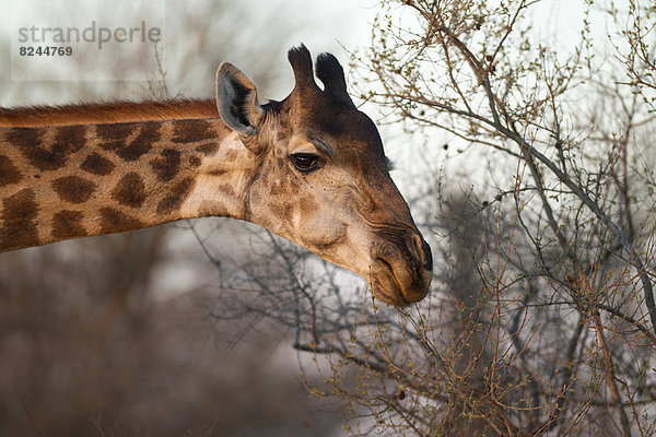 Kapgiraffe (Giraffa camelopardalis giraffa)  Weibchen beim Fressen