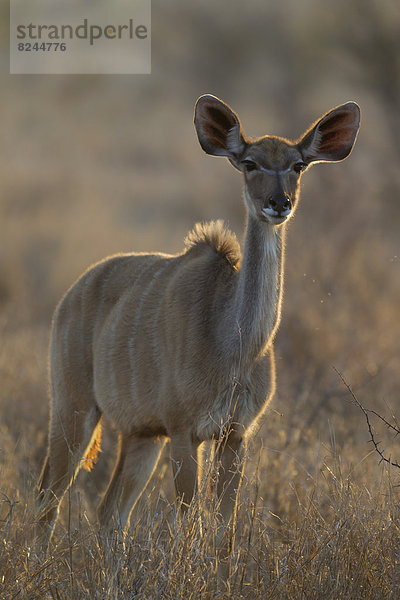 Gro?er Kudu (Tragelaphus strepsiceros)  junges Weibchen