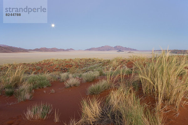Federgras (Stipagrostis sp.) am Rand der Namib-Wüste  Morgendämmerung mit Vollmond