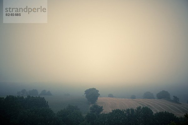 Baum  Nebel  Feld