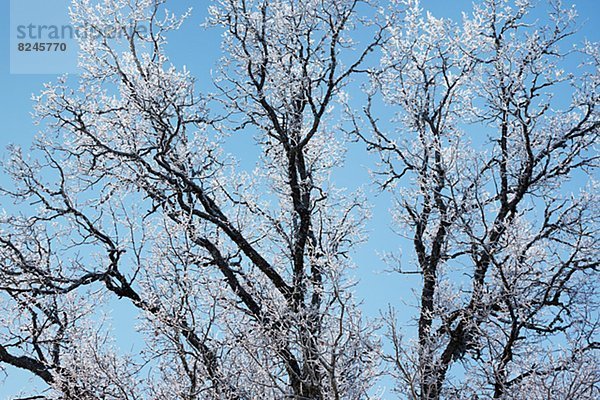 niedrig  Baum  Kälte  Ansicht  Flachwinkelansicht  Winkel