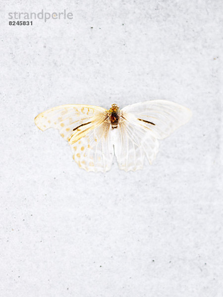 weiß  Hintergrund  Schmetterling