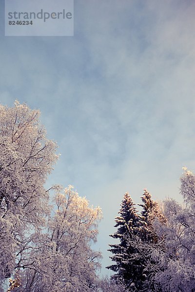 niedrig  Winter  Baum  Ansicht  Flachwinkelansicht  Winkel