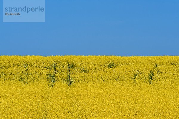 blühen  Feld  Raps  Brassica napus