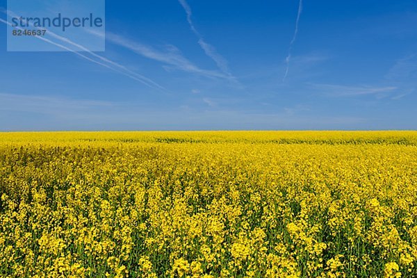 blühen  Feld  Raps  Brassica napus