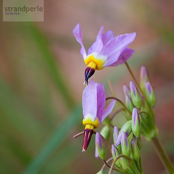 Nahaufnahme-purpurroten Blume