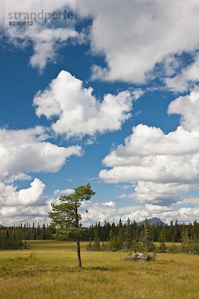 Sommer  Landschaft  Lappland