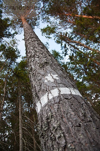niedrig folgen Baum Markierung Kiefer Pinus sylvestris Kiefern Föhren Pinie Ansicht Flachwinkelansicht Winkel