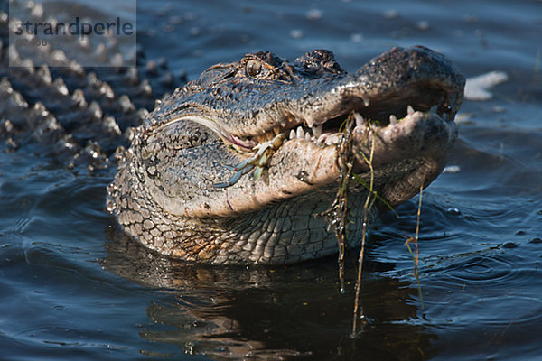 amerikanisch  essen  essend  isst  Alligator  Beutetier  Beute