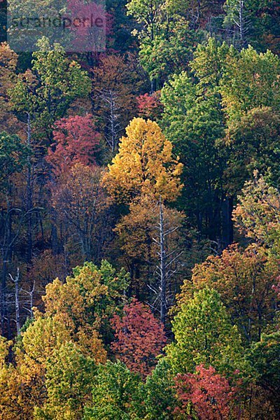 hoch  oben  Wald  Herbst  Ansicht  Flachwinkelansicht  Winkel