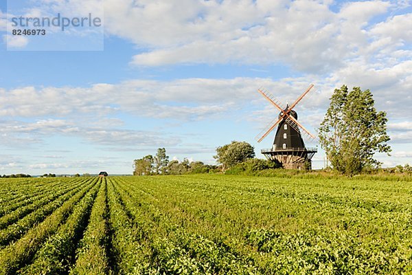 Feld mit Windmühle im Hintergrund