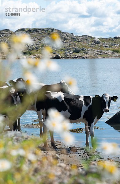 Hausrind  Hausrinder  Kuh  Wasserrand  stehend