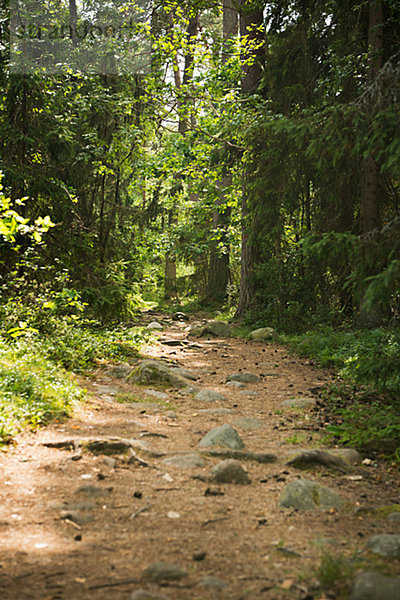 gehen  Weg  Wald