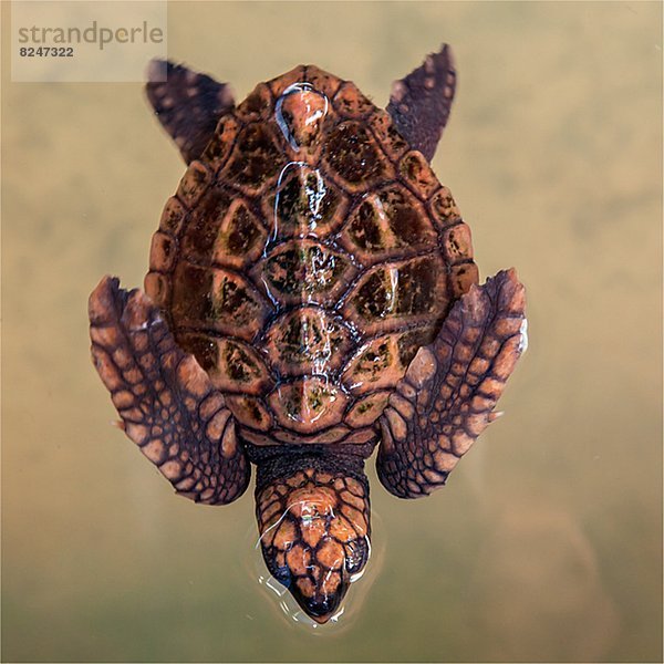 Wasserschildkröte Schildkröte