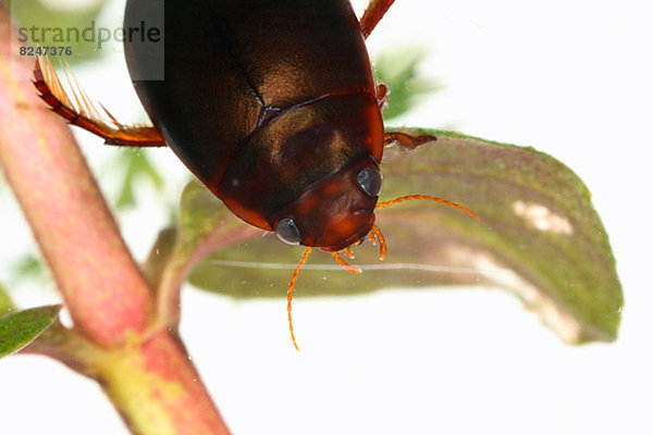 Pflanze kriechen robben Käfer