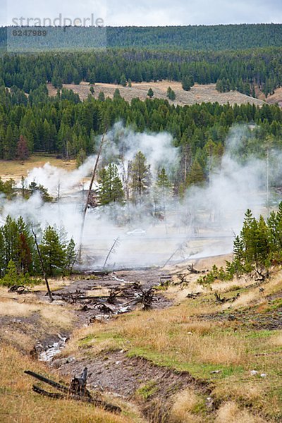 Wärme  über  Wald  Wasserdampf