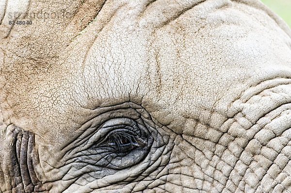 Close-up  close-ups  close up  close ups  Elefant
