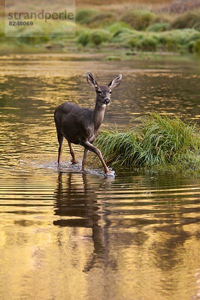 Wasser  überqueren  Maultier  Hirsch