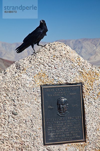 Kolkrabe  Corvus corax  Menschlicher Vater  Monument  hocken - Tier  zeigen