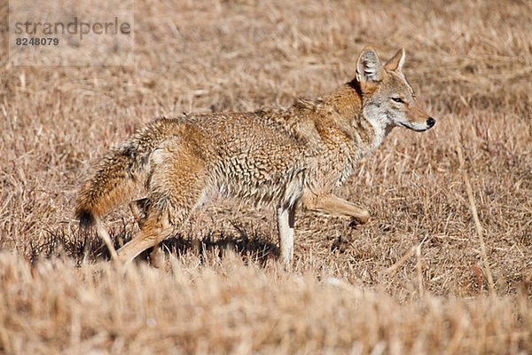 Kojote  Canis latrans  Jagd