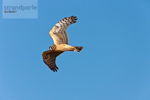 Weihe  Circus  Weihen  fliegen  fliegt  fliegend  Flug  Flüge  Henne