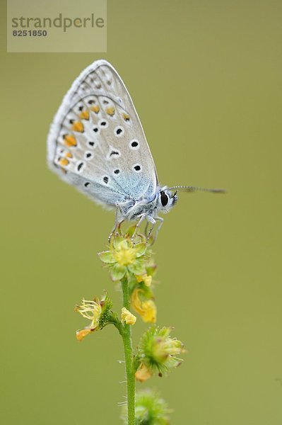 Close-up eines Hauhechel-Bläulings (Polyommatus icarus) an einer Blüte