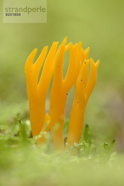 Close-up eines Klebrigen Hörnlings (Calocera viscosa) in einem Wald