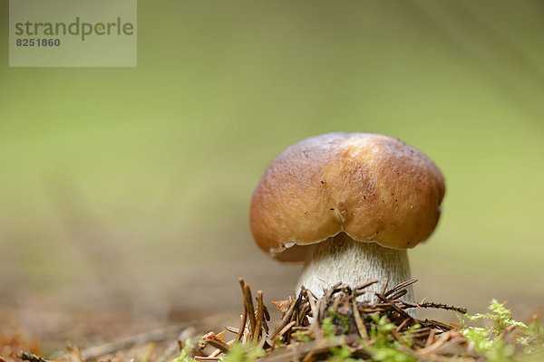 Close-up eines Steinpilzes (Boletus edulis) in einem Wald