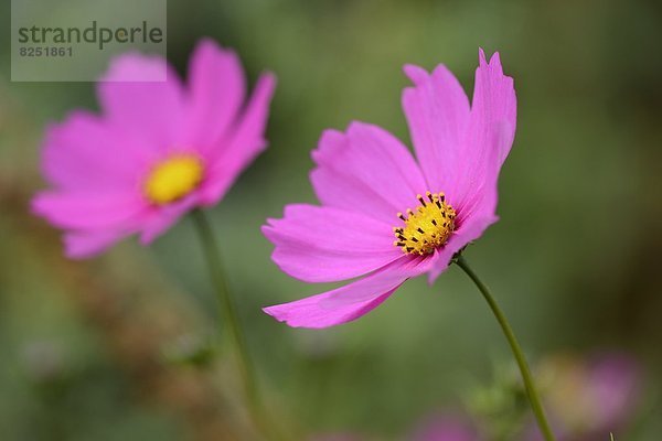 Close-up der Blüte eines Schmuckkörbchens (Cosmos bipinnatus) in einem Garten