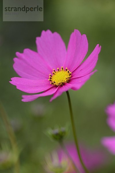 Close-up der Blüte eines Schmuckkörbchens (Cosmos bipinnatus) in einem Garten