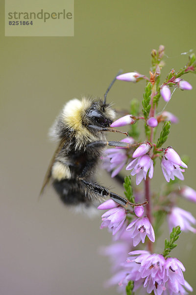 Close-up einer Großen Erdhummel (Bombus magnus) an einer Blüte