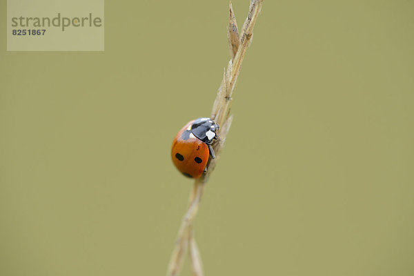 Close-up eines Siebenpunkt-Marienkäfers (Coccinella septempunctata) an einem Grashalm