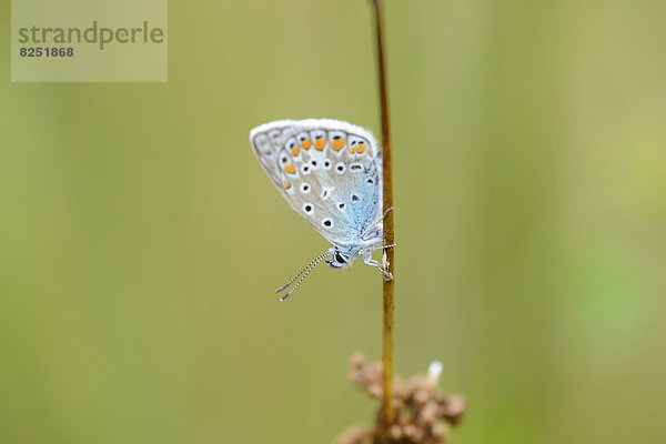 Close-up eines Hauhechel-Bläulings (Polyommatus icarus) an einem Grashalm