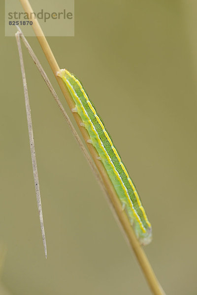 Close-up der Raupe eines Kleinen Wiesenvögelchens (Coenonympha pamphilus) an einem Grashalm