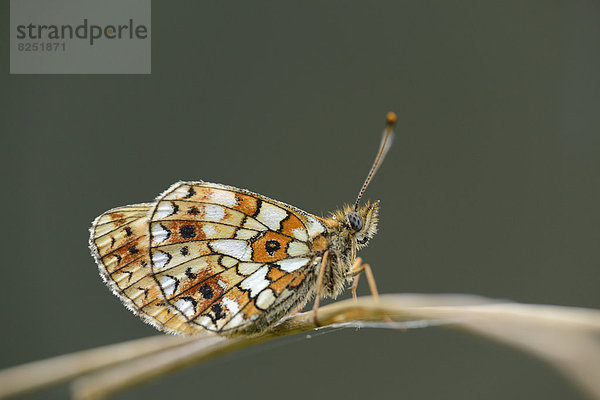 Close-up eines Flockenblumen-Scheckenfalters (Melitaea phoebe) an einem Grashalm